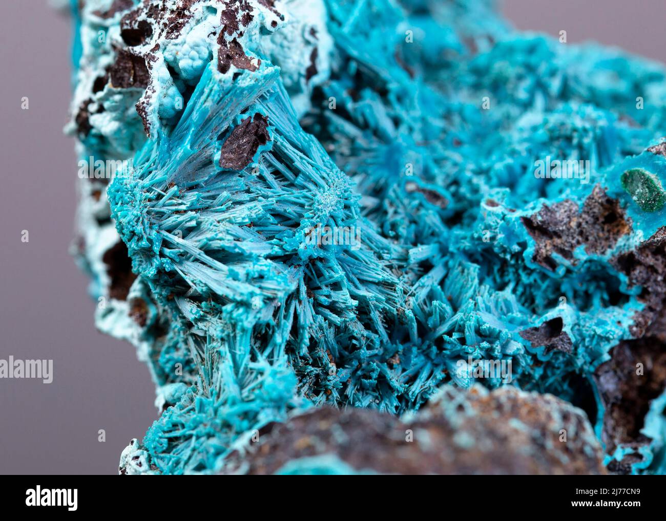 Chrysocolla, mineral specimen stone rock geology gem crystal Stock Photo