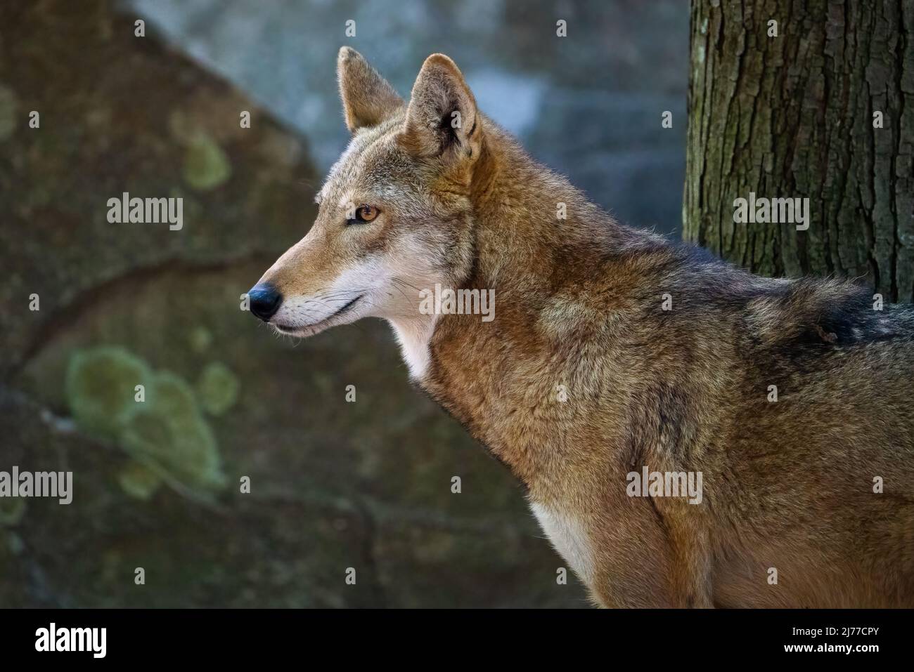 A Red Wolf Looks Into the Distance Stock Photo