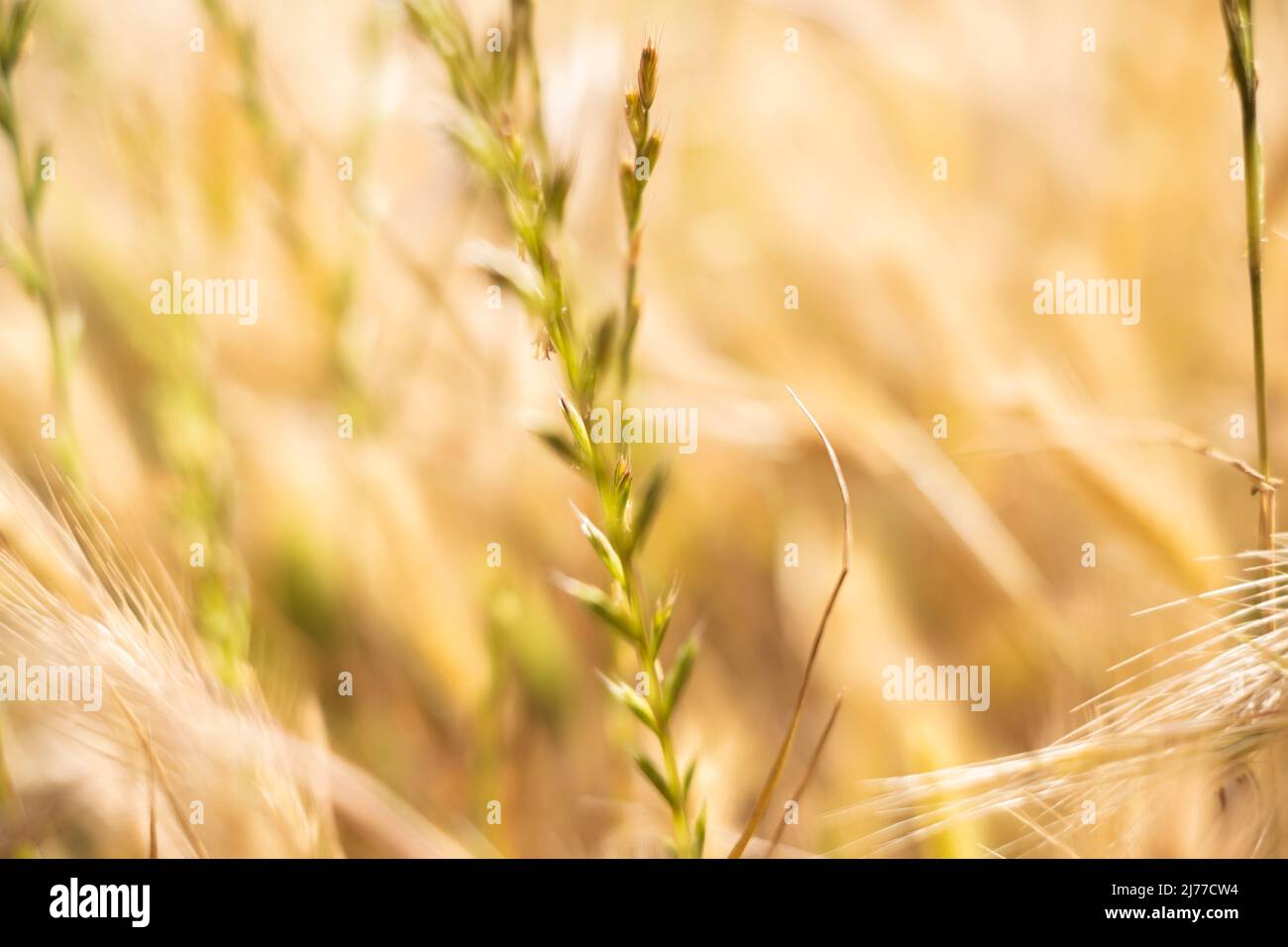 golden field of wild grasses, which look like wheat. Spain Stock Photo