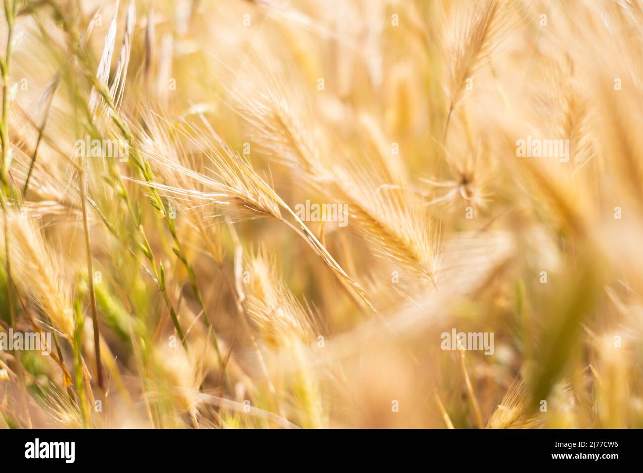 golden field of wild grasses, which look like wheat.Tenerife.Spain Stock Photo