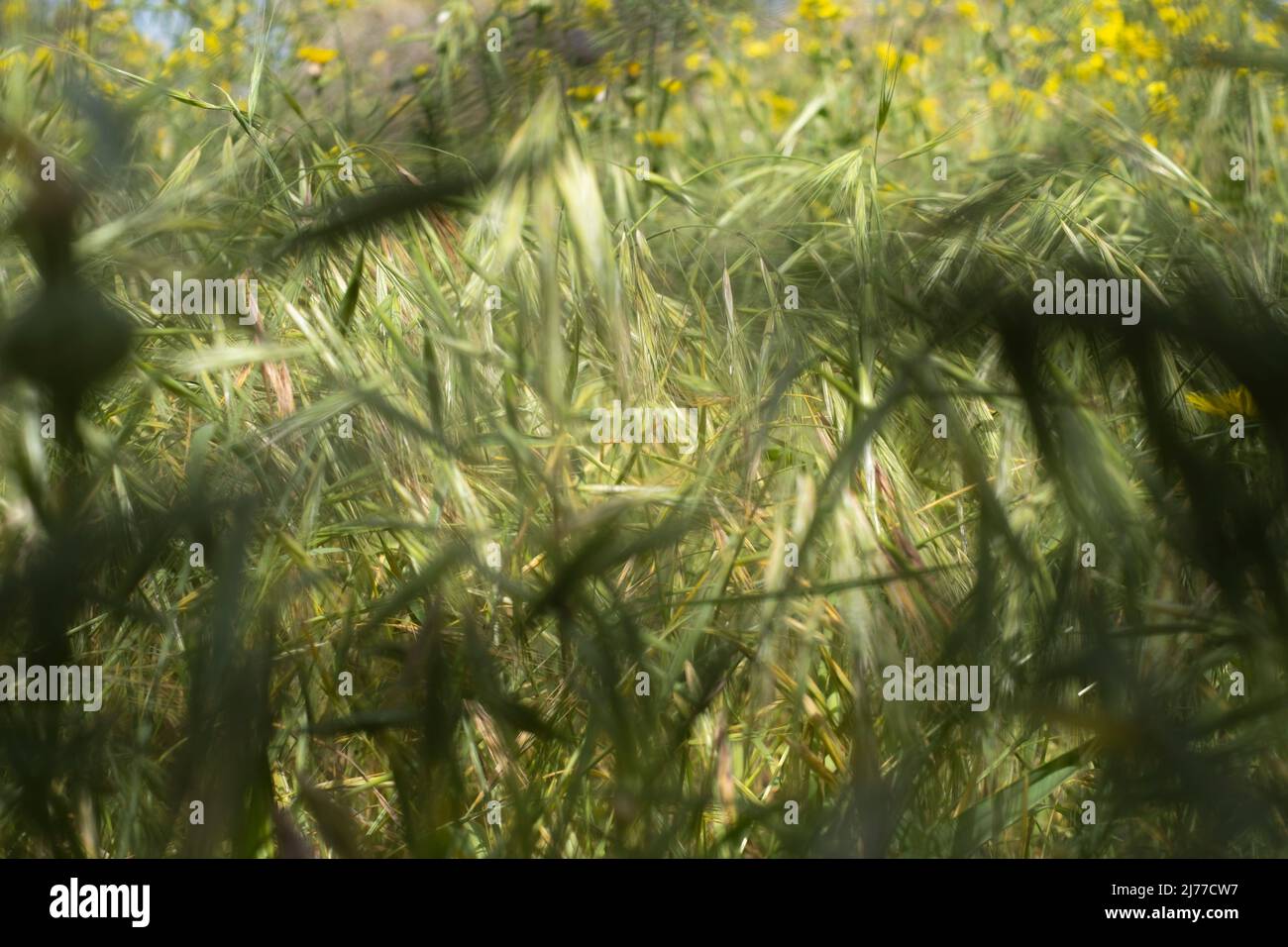 green field of wild grasses, which look like wheat.Tenerife.Spain Stock Photo
