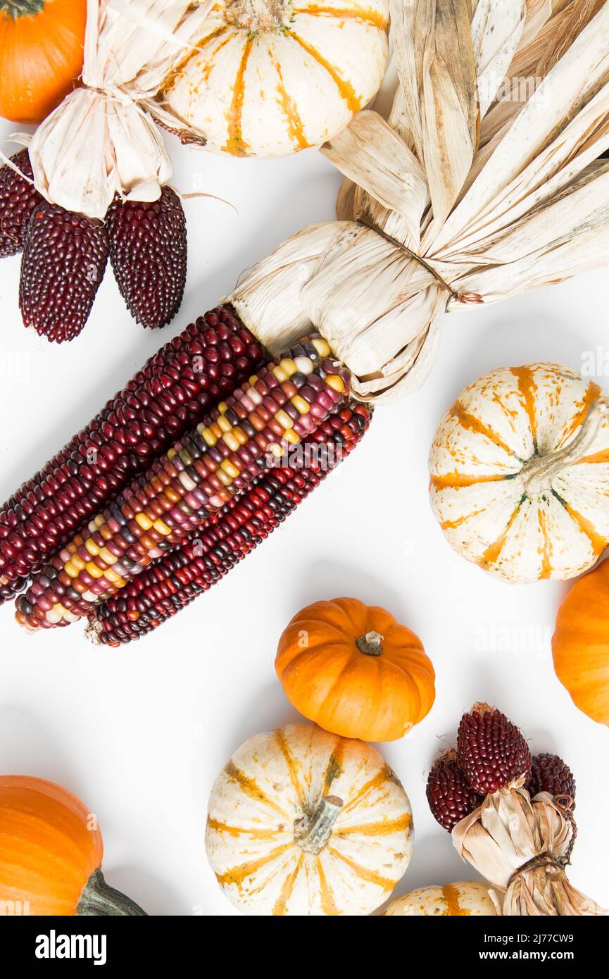 fall flat lay of red and yellow corn and pumpkins Stock Photo