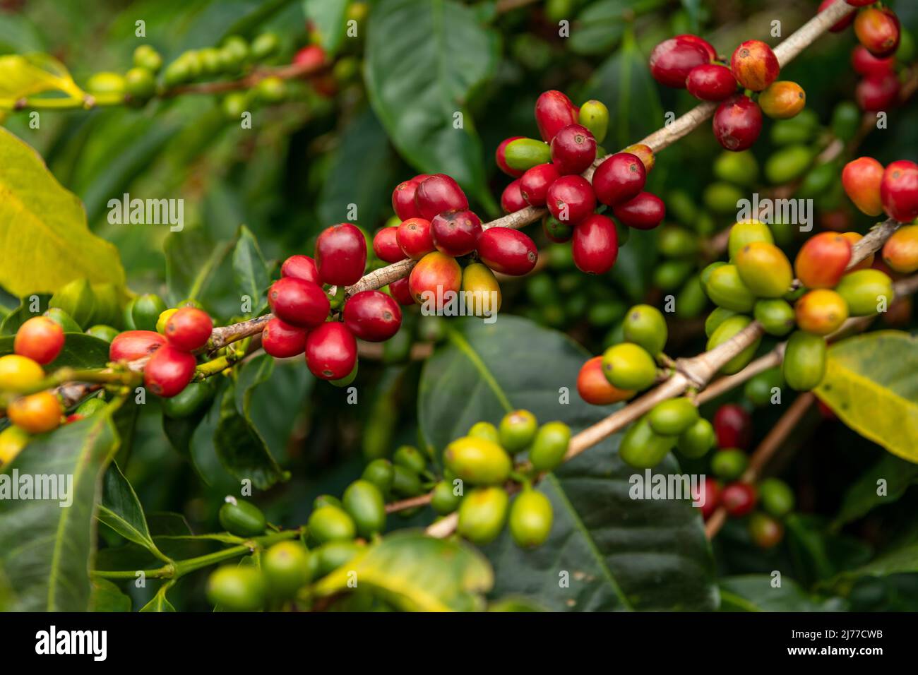 Raw arabica coffee berries in coffee plantation, Chiriqui, Panama Stock Photo