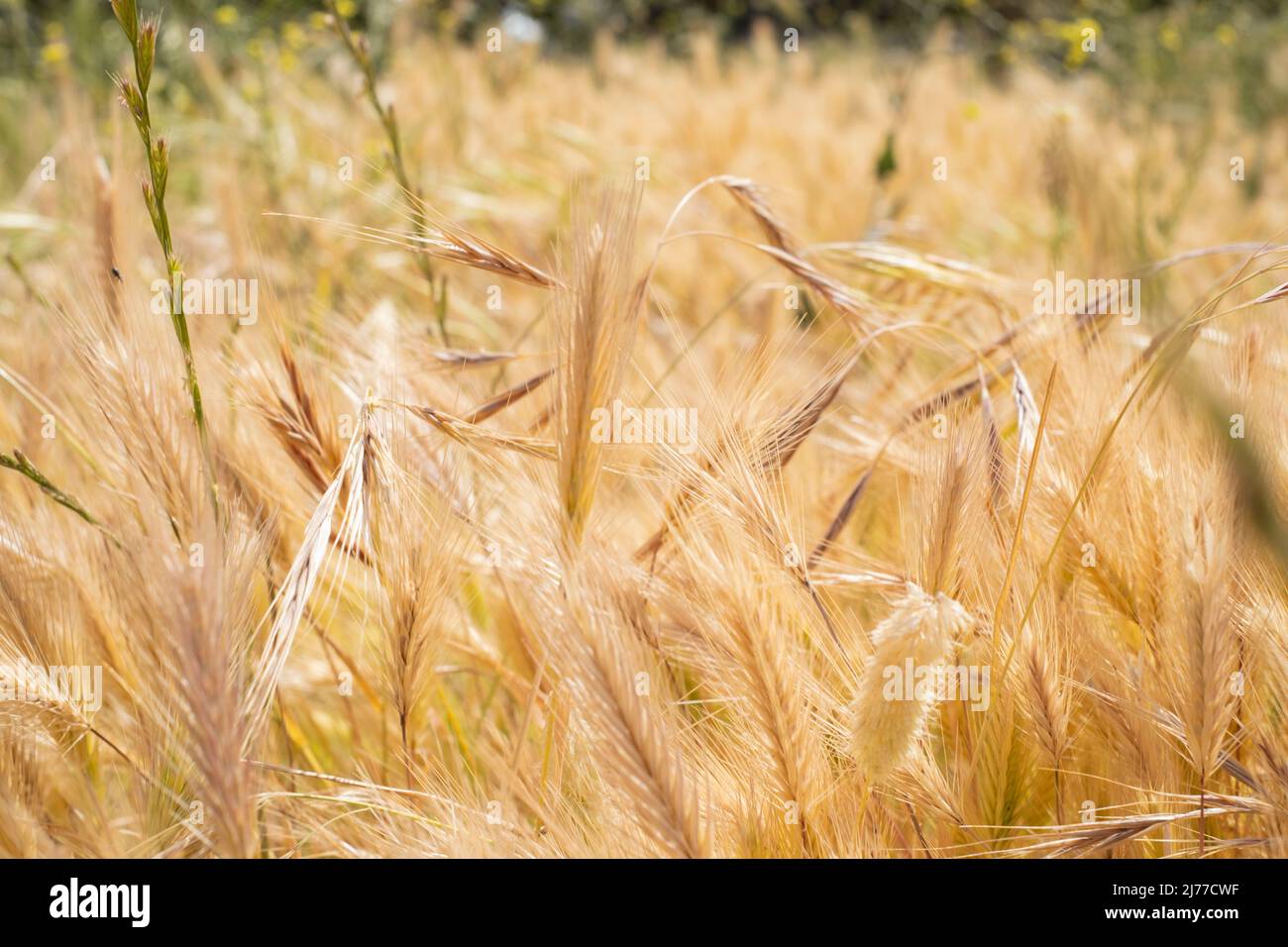 golden field of wild grasses, which look like wheat.Tenerife.Spain Stock Photo