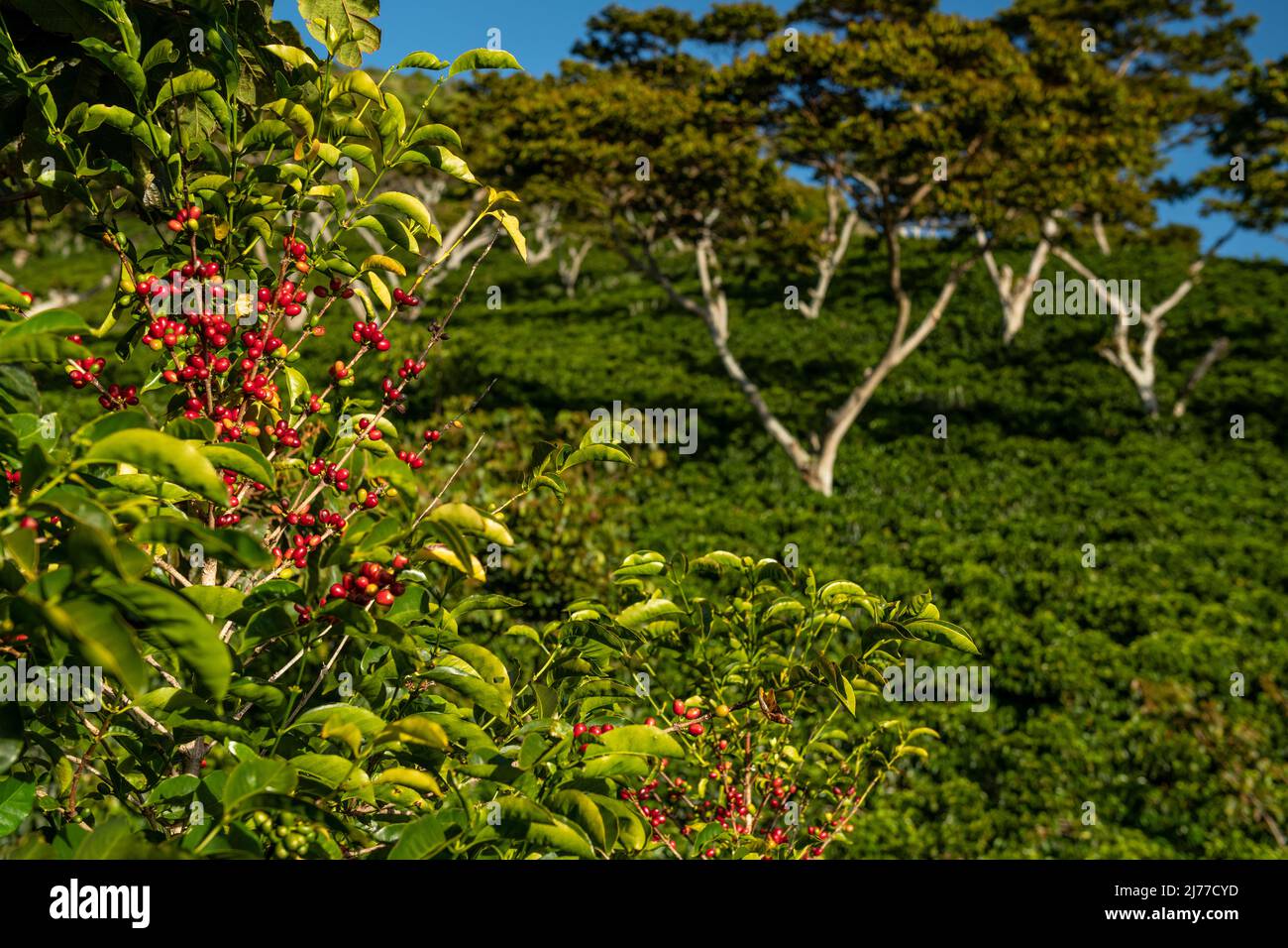 Organic coffee farm in the mountains of Panama, Chiriqui highlands Stock Photo