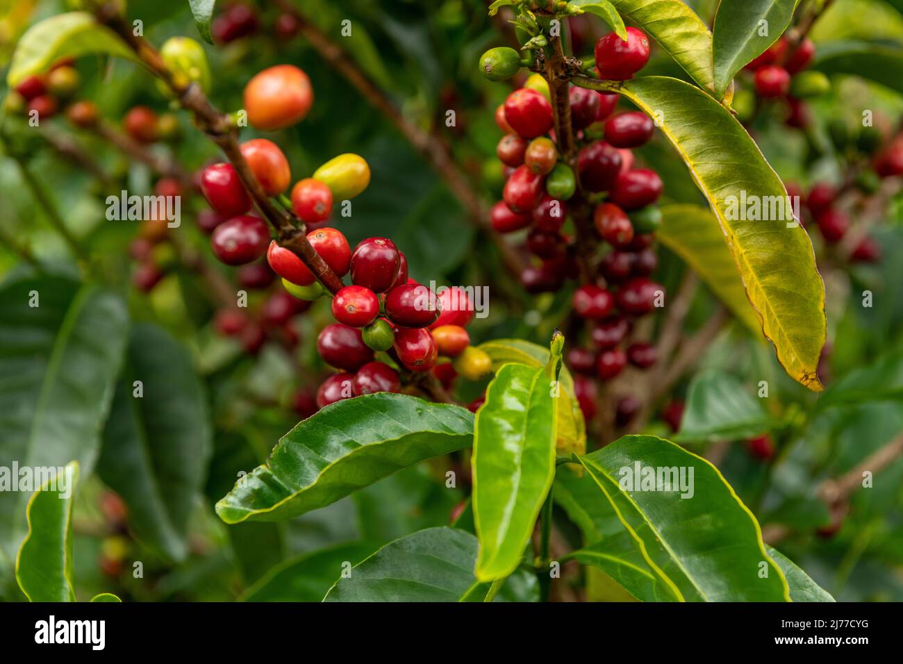 Raw arabica coffee beans in coffee plantation, Chiriqui, Panama Stock