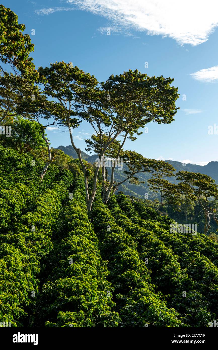 Organic coffee farm in the mountains of Panama, Chiriqui highlands Stock Photo