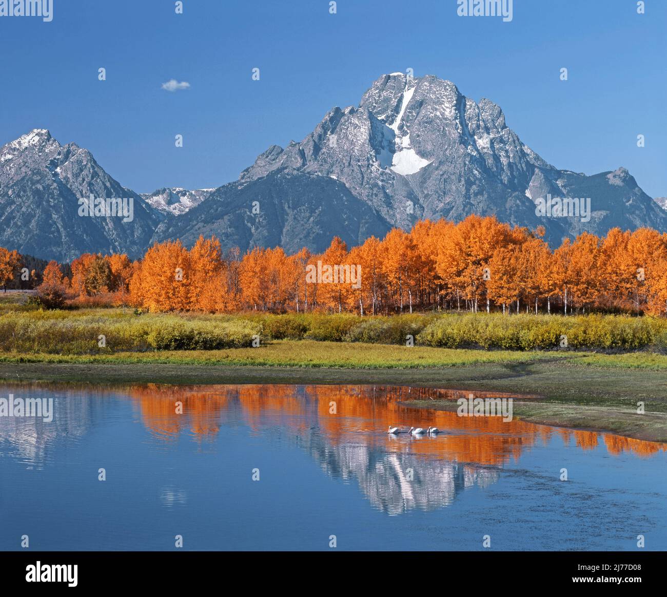 Mt Moran and pelicans in Snake River at Oxbow Bend, Grand Teton