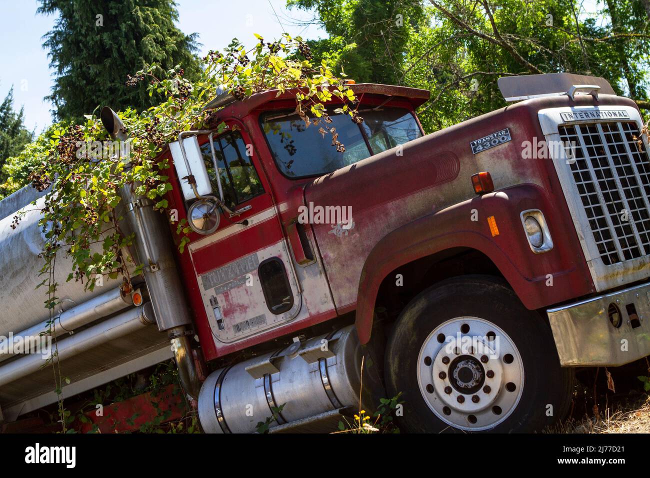Old, abandoned semi truck with blackberries growing over the top sits on an empty lot on a sunny day. Stock Photo