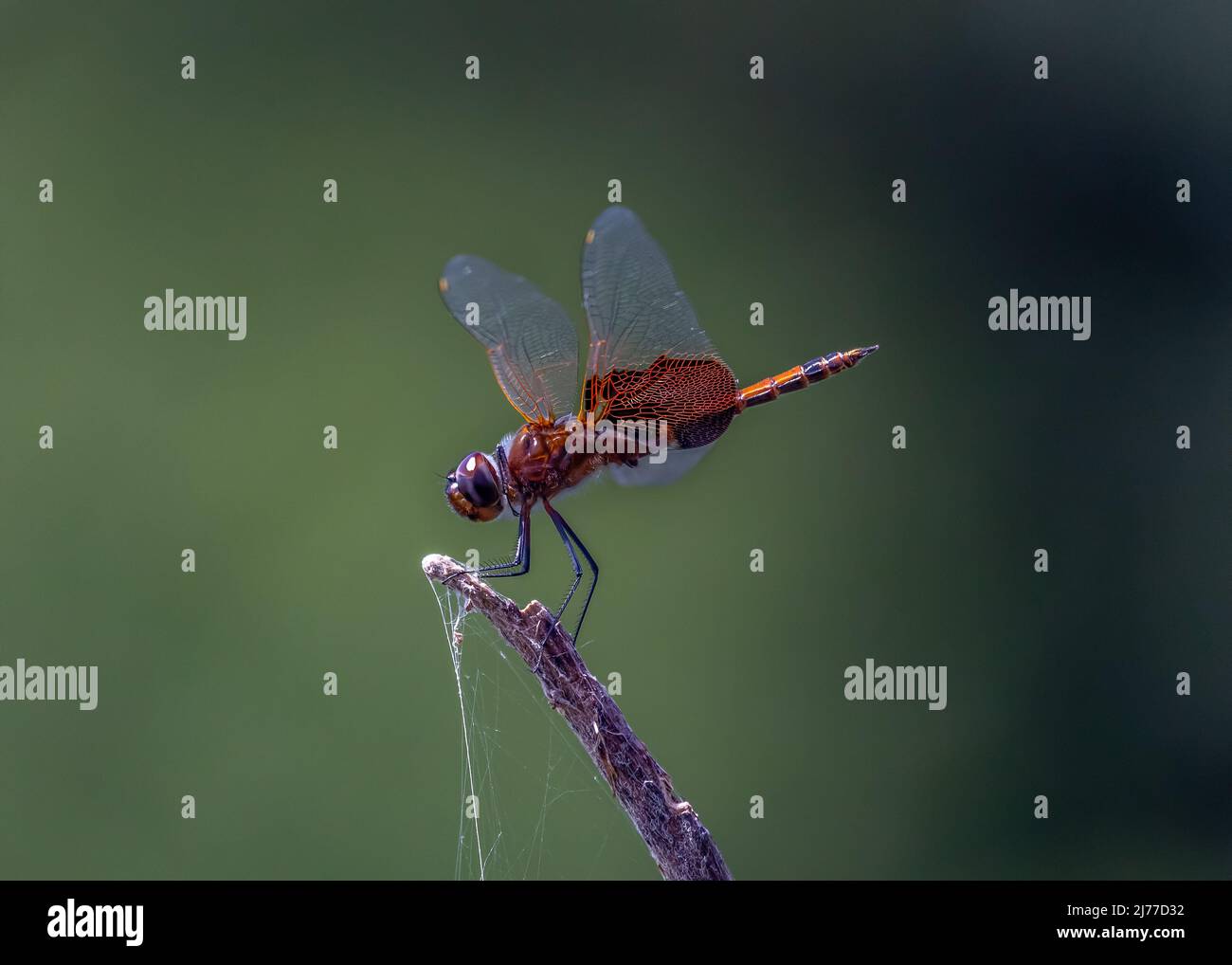 Red-mantled saddlebag dragonfly closeup in Florida Stock Photo