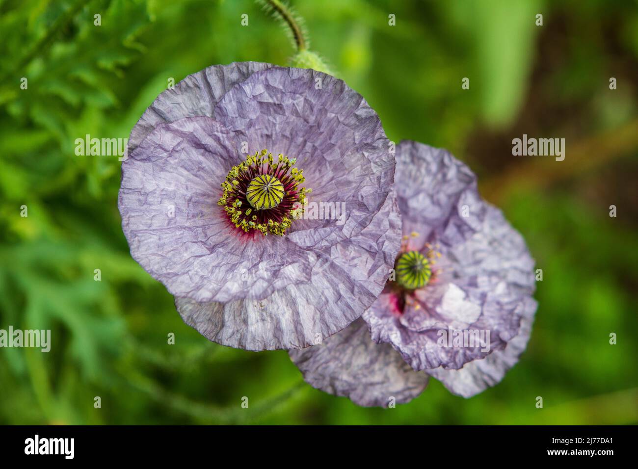 Closeup overhead image of beautiful silver-purple Amazing Grey poppies (Papaver rhoeas) in a summer garden, with bright green soft focus background. Stock Photo