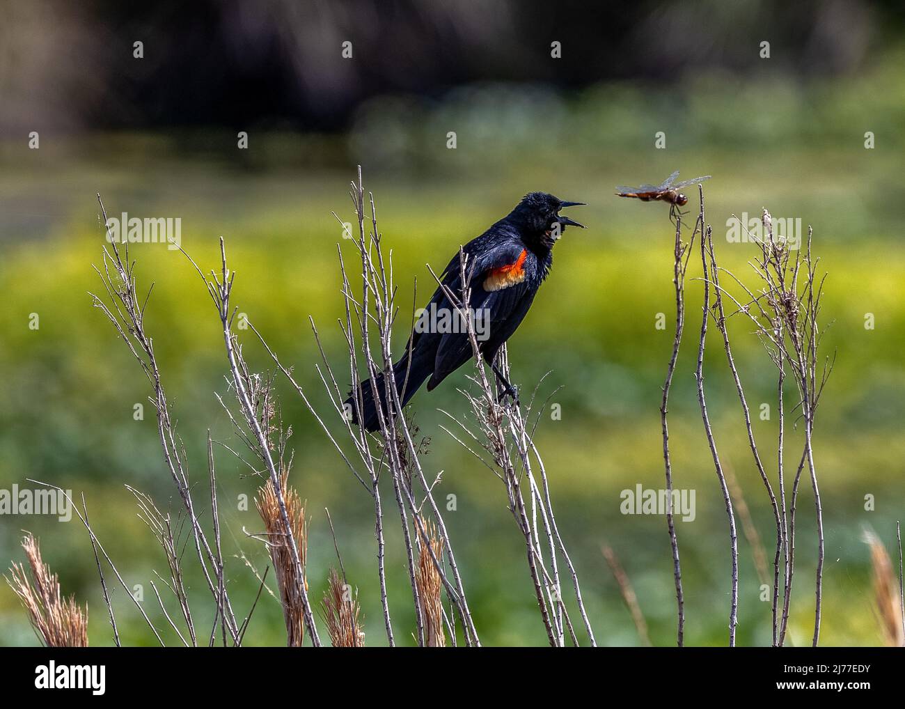 Red-winged blackbird looks like it's about to eat a dragonfly but that was not the case it was just calling out Stock Photo