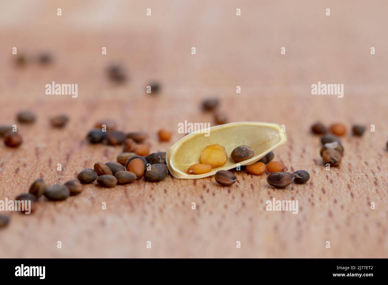 arugula seeds ready to sow Stock Photo Alamy