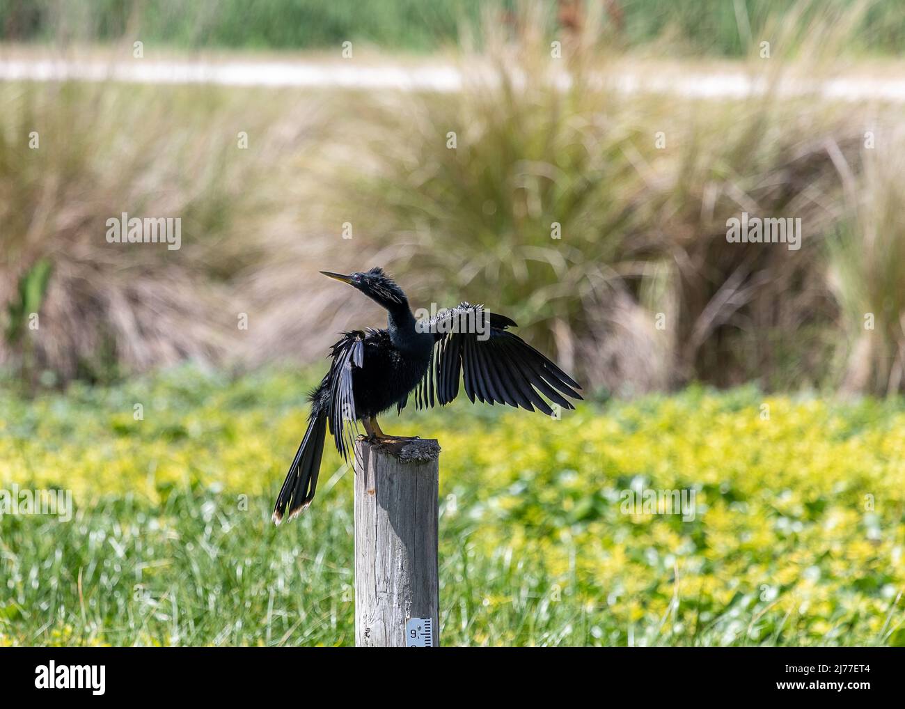 Male adult Anhingas are black waterbirds that are often seen drying their wings perched along marshes, rivers, ponds and any other fresh water source Stock Photo