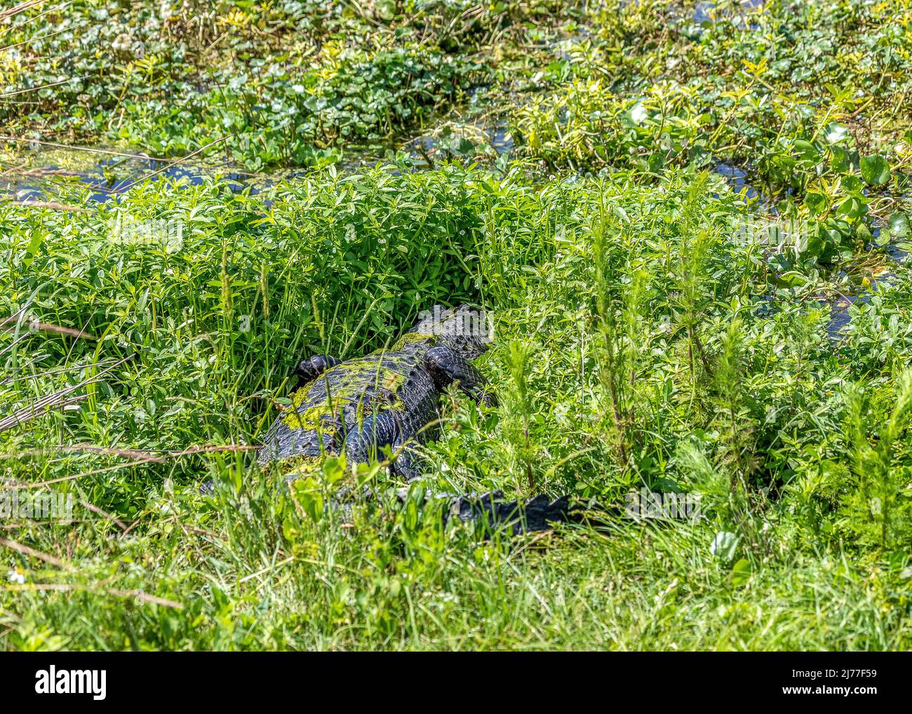 Large alligator in the tall weeds along the waterway Stock Photo