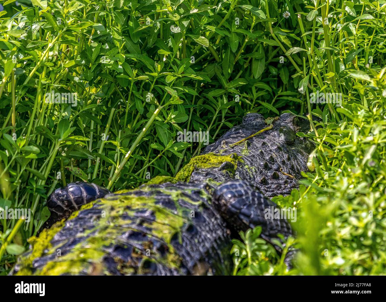 Large alligator in the tall weeds along the waterway Stock Photo