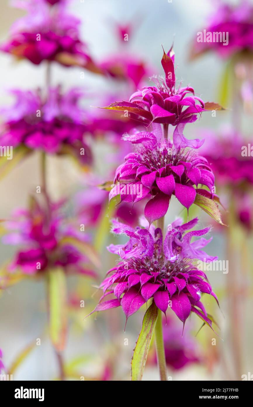 Closeup vertical photo of Bee Balm Bergamo, a fragrant North American native flower that attracts beneficial insects and pollinators. Stock Photo