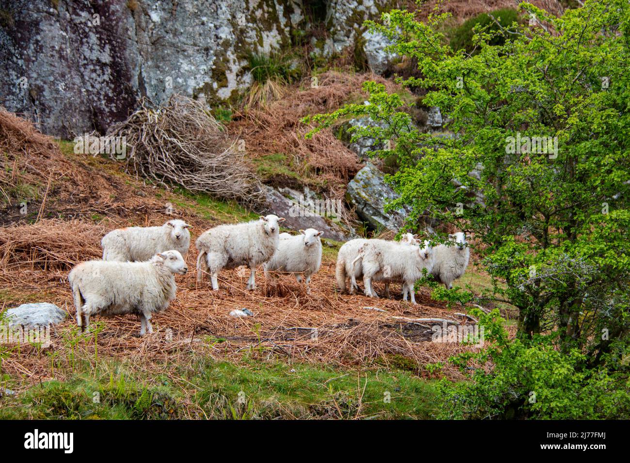 Flock of sheep in beautiful Llyn Cwmorthin, in a disused slate quarry