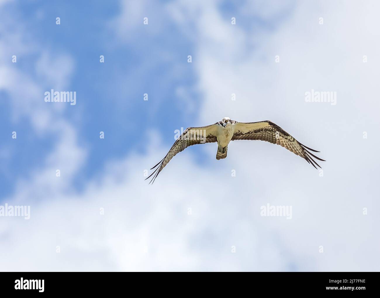 Osprey soaring over the ponds and marsh at Sweetwater wetlands park in Florida Stock Photo