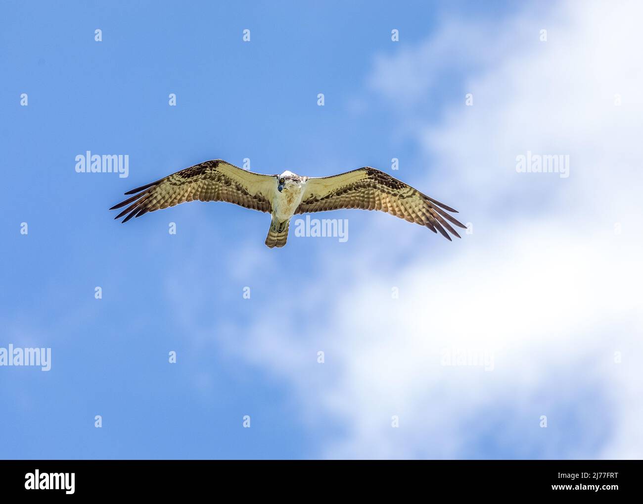 Osprey soaring over the ponds and marsh at Sweetwater wetlands park in Florida Stock Photo