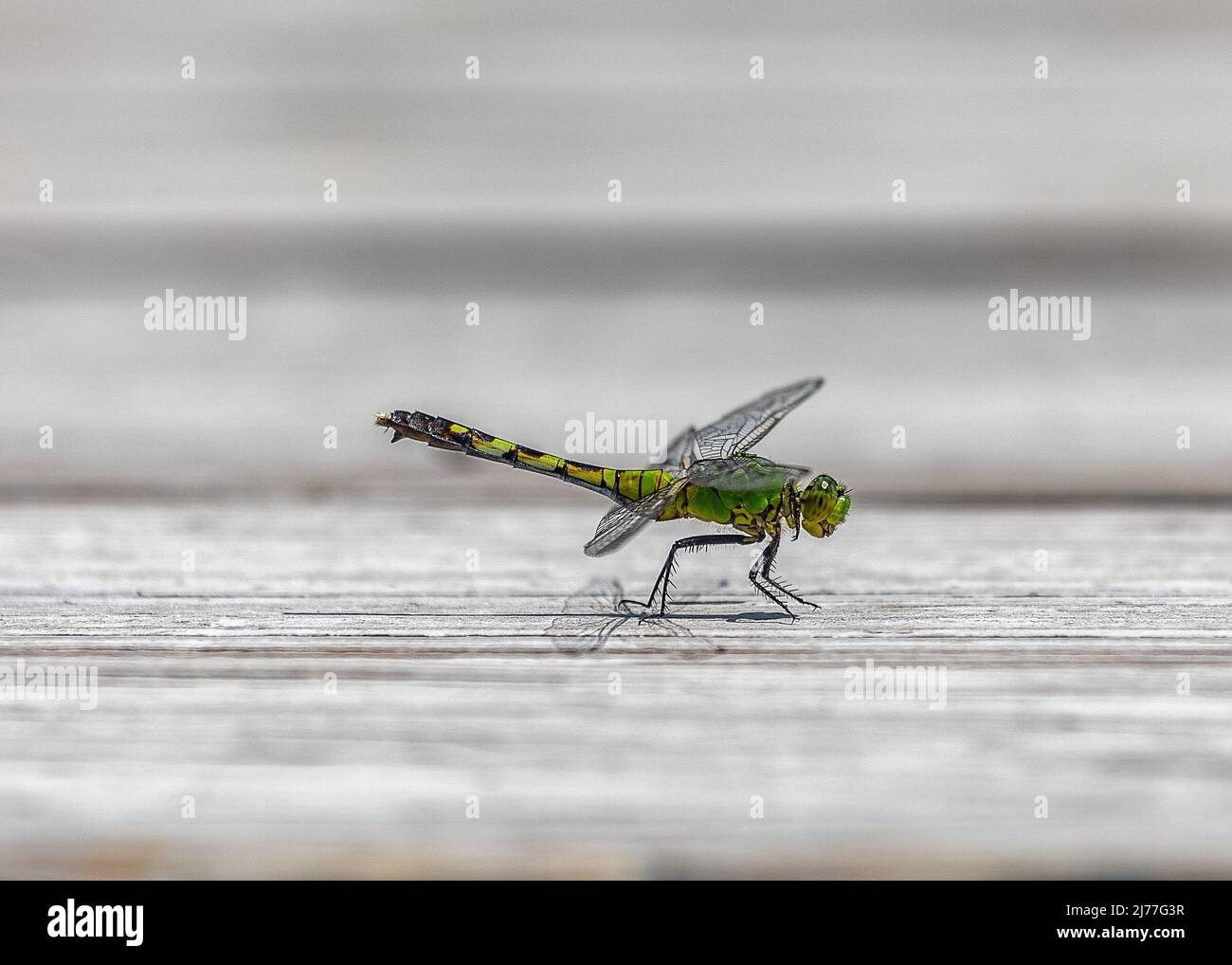 Eastern Pondhawk is most often found near ponds and other still water Stock Photo