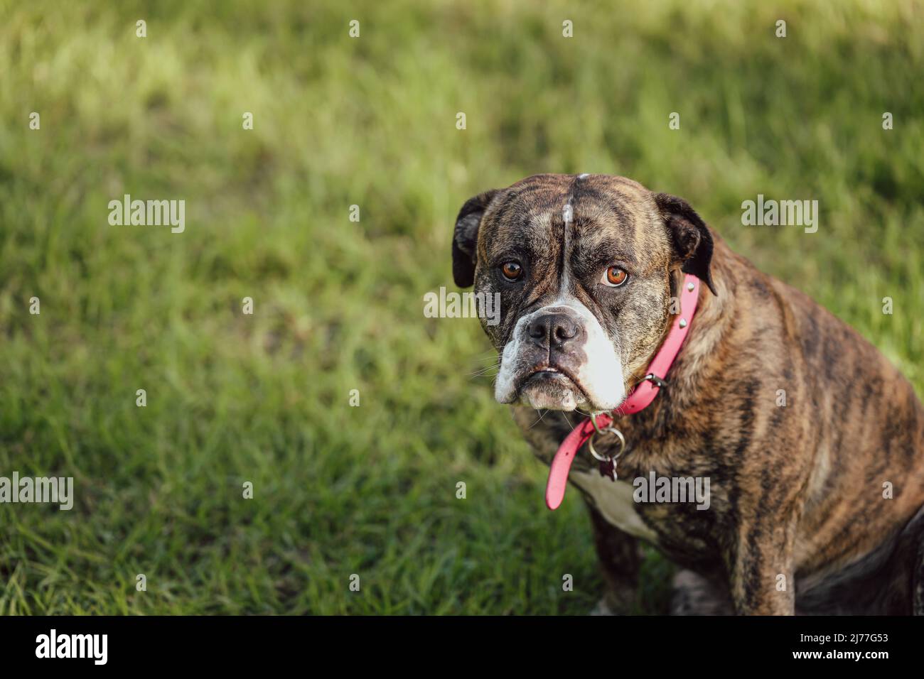 Grumpy face hi-res stock photography and images - Alamy