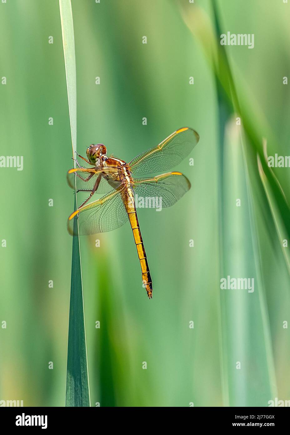 The Needhams skimmer dragonfly has beautiful golden hues and can be found in wetland areas Stock Photo