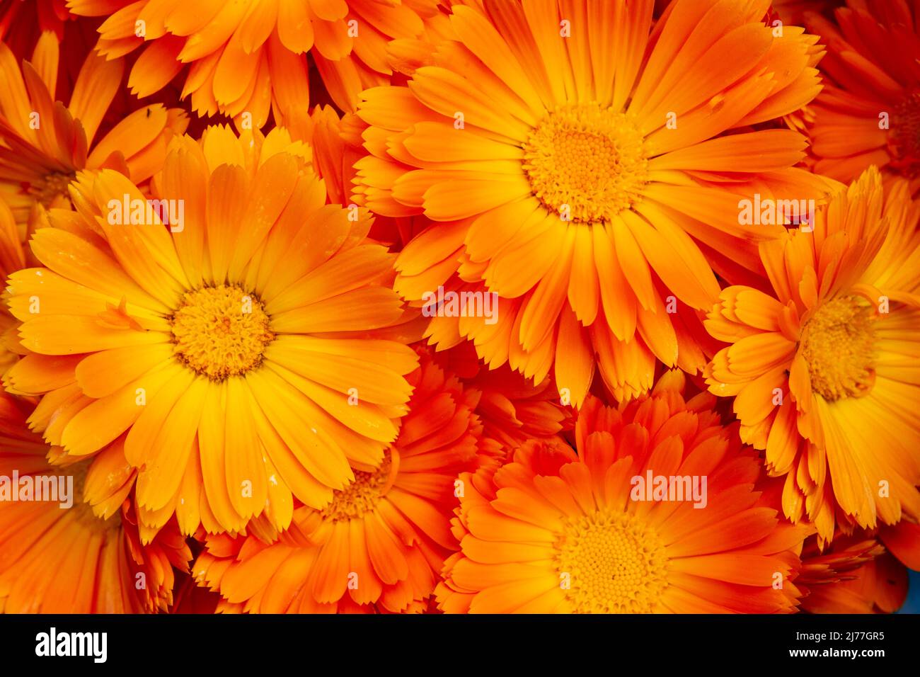 Clsoeup overhead shot of bright orange Calendula officinalis flower heads, freshly picked and ready to dry. Stock Photo