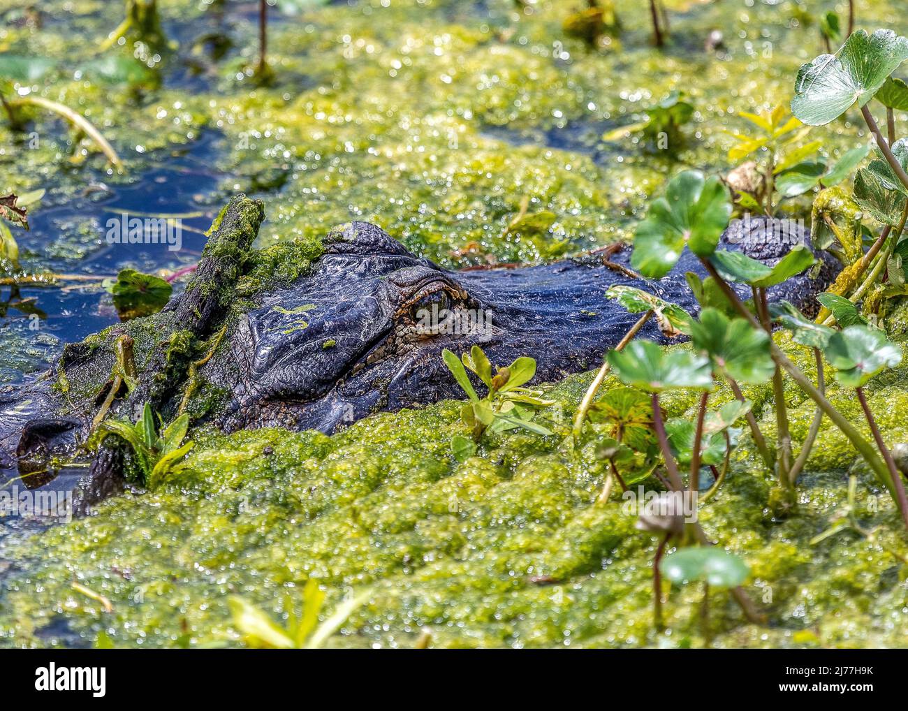 Alligator slowly rising to the surface in the marsh at Sweetwater wetlands park Stock Photo