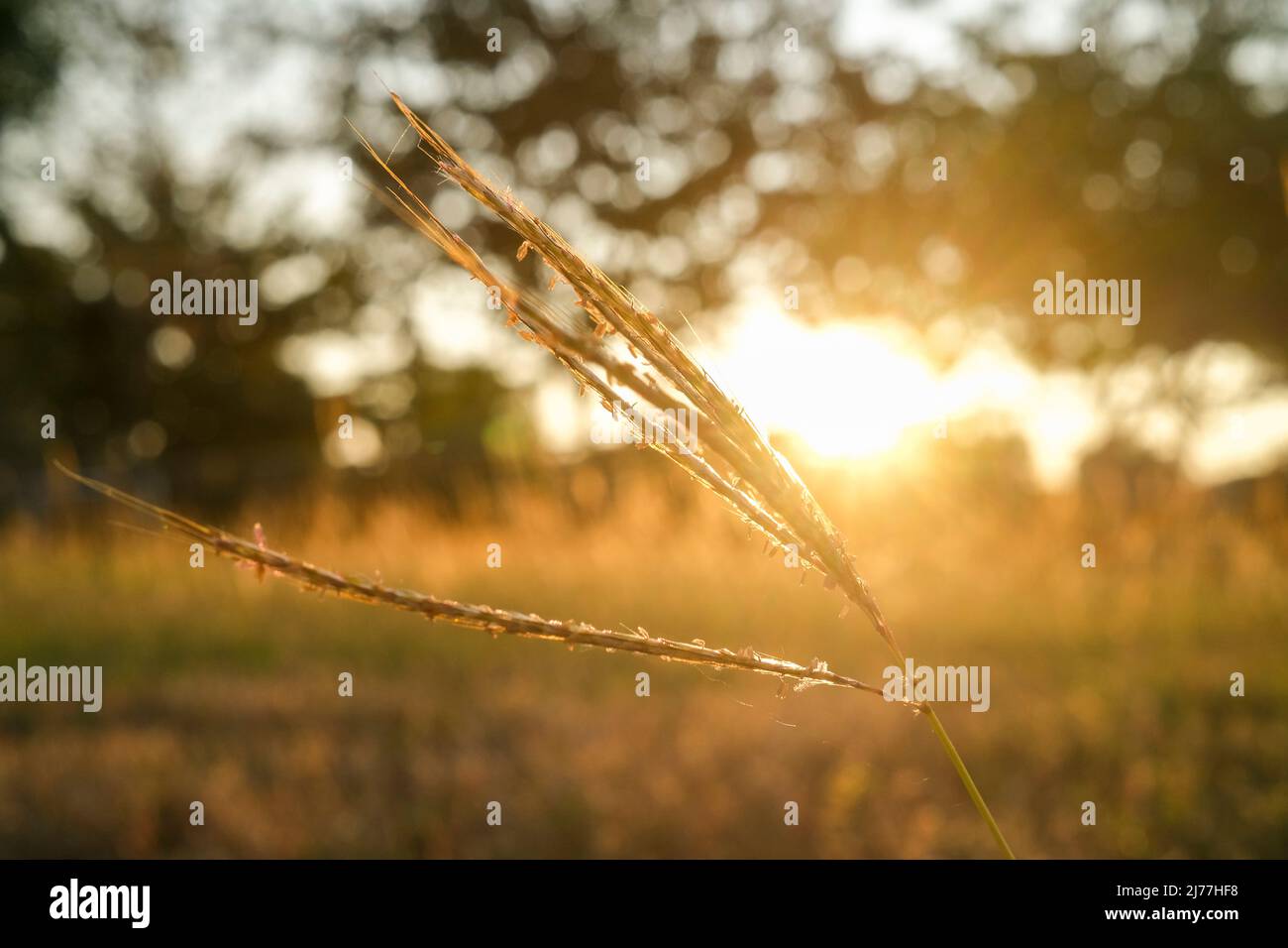 strand of grass in summer evening Stock Photo