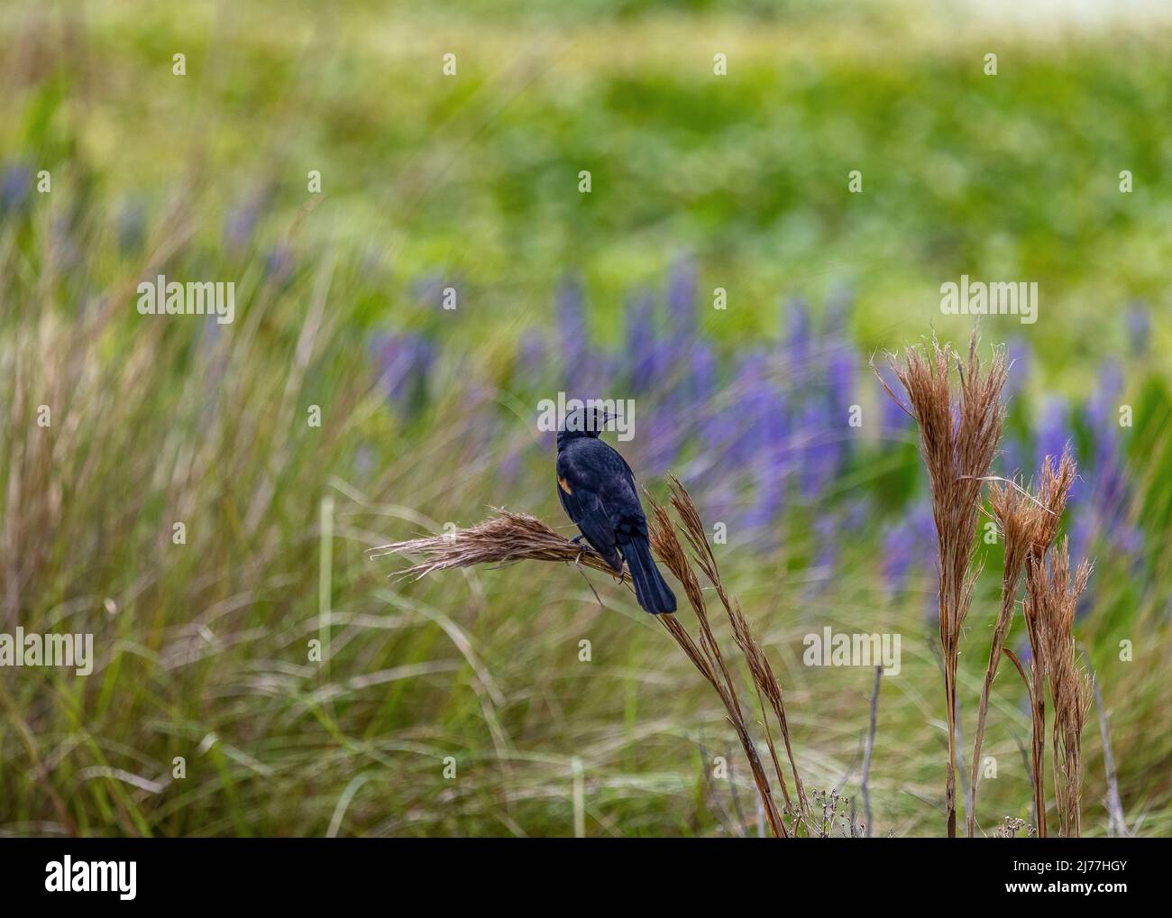 Red-winged blackbird in front of purple wildflowers Stock Photo