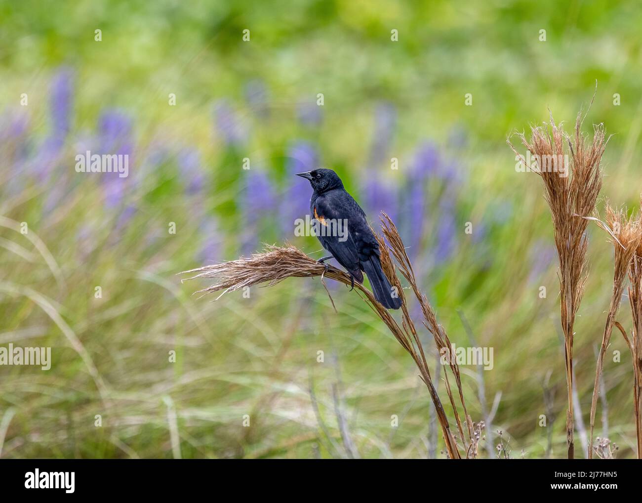 Red-winged Blackbird on red grass in front of pretty purple flowers Stock Photo