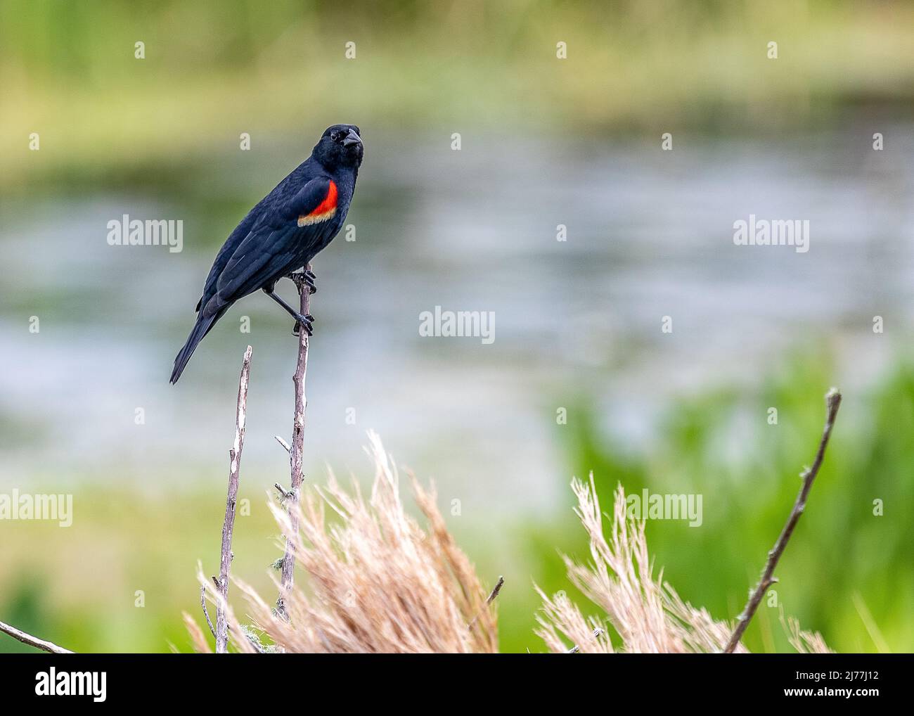 Red-winged Blackbird perched in the marsh at Sweetwater wetlands park in Gainesville, Florida Stock Photo