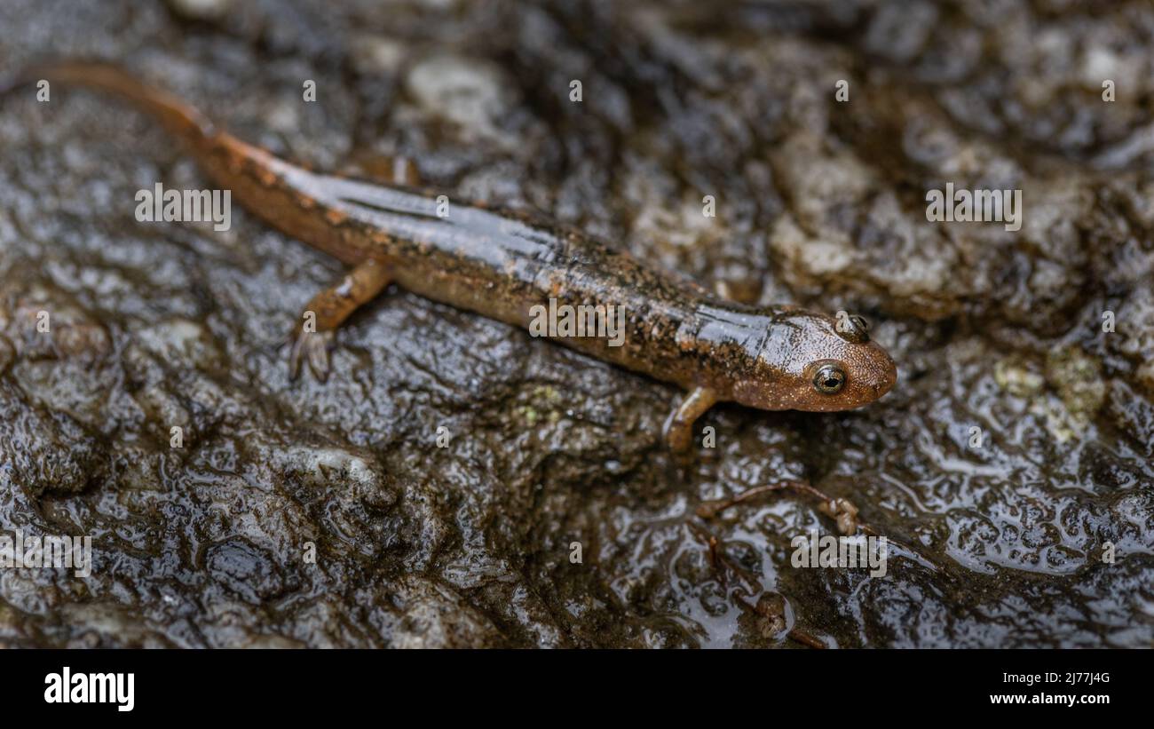 Black-bellied Salamander Stock Photo