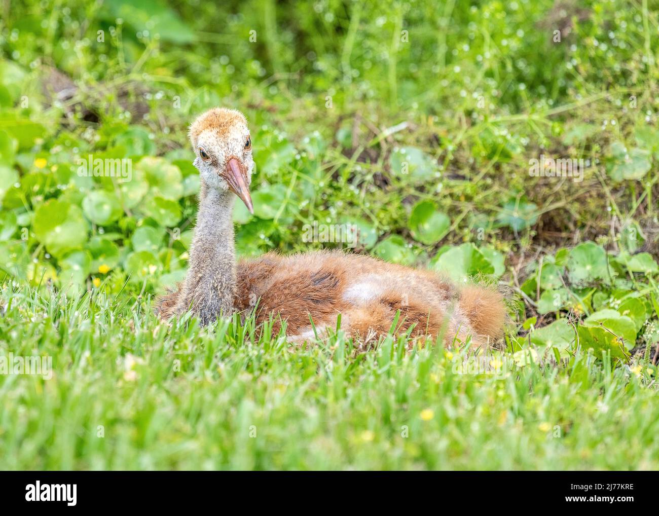 Adorable Sandhill crane colt resting along the trails at Sweetwater wetlands park in Gainesville, Florida Stock Photo
