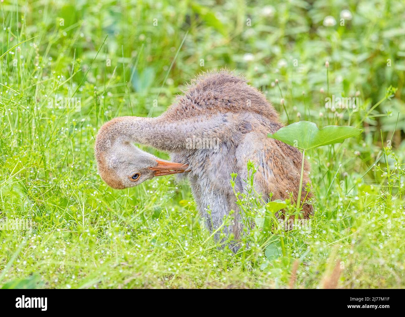 Adorable Sandhill crane colt resting along the trails at Sweetwater wetlands park in Gainesville, Florida Stock Photo