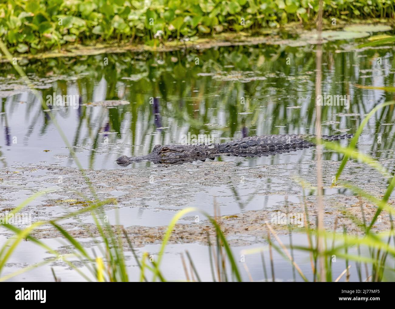 Alligator swimming through the marsh at Sweetwater wetlands park Stock Photo
