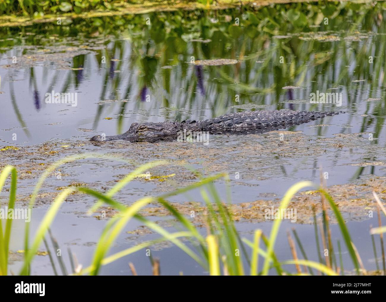 Alligator swimming through the marsh at Sweetwater wetlands park Stock Photo