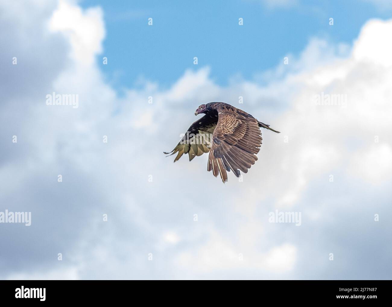 Turkey vulture swooping low over the trails at Sweetwater wetlands park Stock Photo