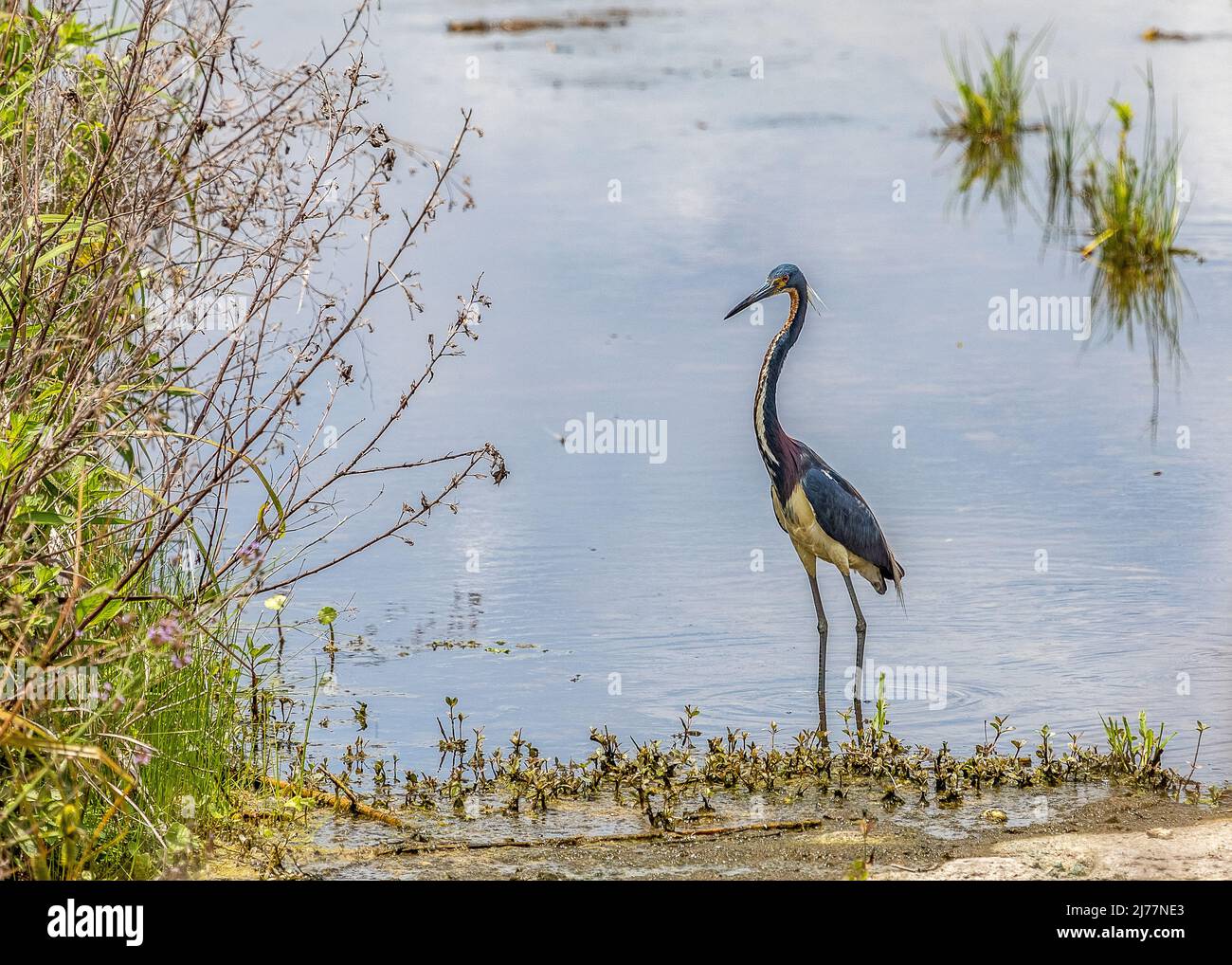 Little blue heron in the marsh at Sweetwater wetlands Stock Photo