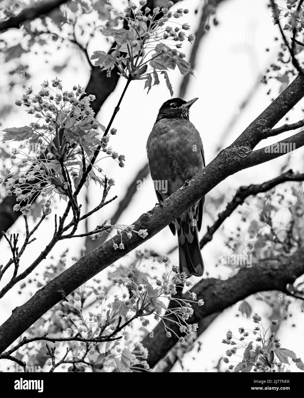 A black and white photo of a lone American Robin bird (Turdus migratorius) perching on a maple tree branch in early spring - stock photography Stock Photo