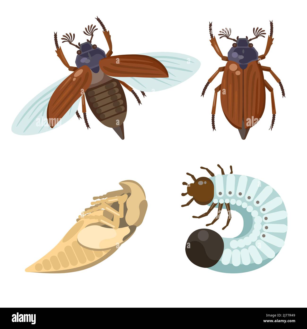 Set of chafer, may bug, Melolontha melolontha. Imago insects with other life stages.  Stock Vector