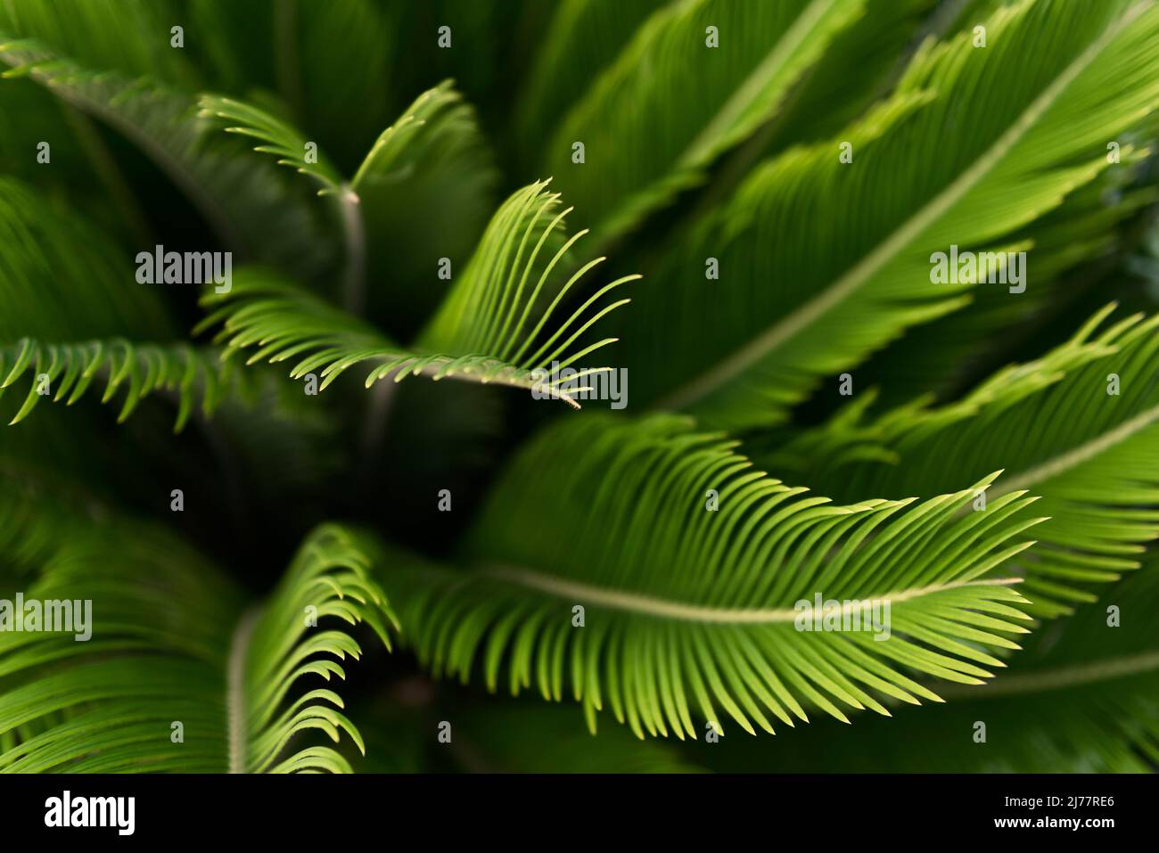 Leaves of sago palm or Cycas revoluta Stock Photo
