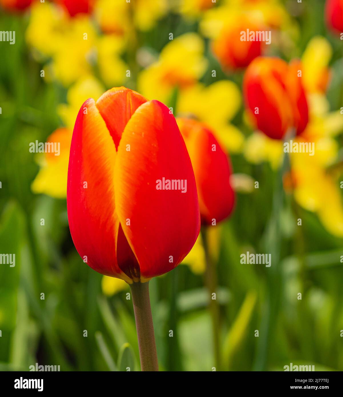 Tulips and narcissus in the garden. Close up view of a colourful tulips and narcissus on flowerbed. Blurred background, nobody, selective focus Stock Photo