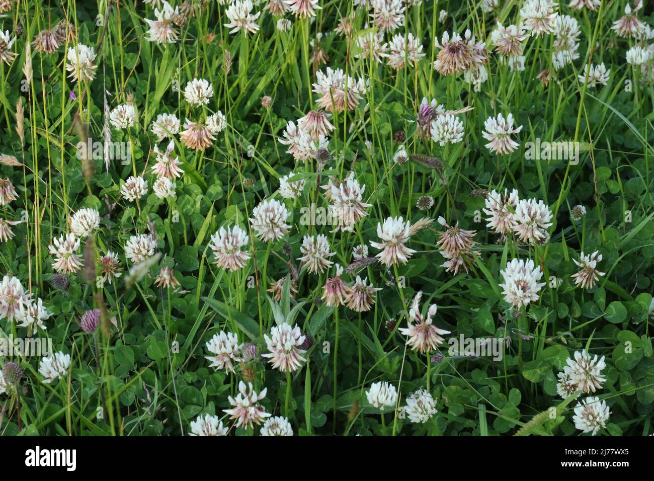 A patch of White Clover (Trifolium repens), in flower in the Brisbane Glen, near Largs in Ayrshire, Scotland. Stock Photo