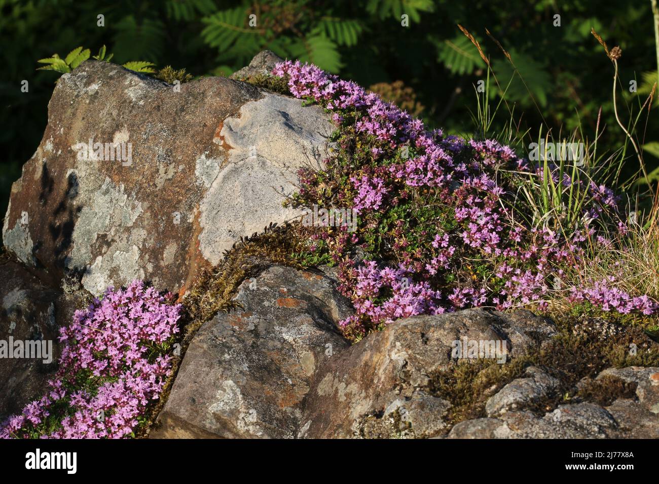 Low-growing Wild Thyme (Thymus polytrichus) on rock, in the Brisbane Glen near Largs in Ayrshire, Scotland. Stock Photo