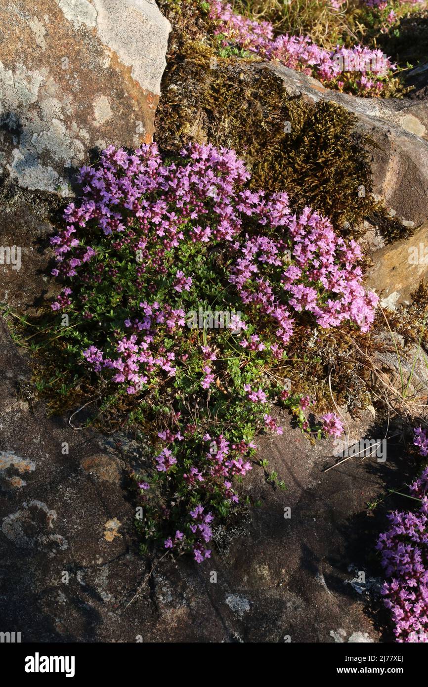 Low-growing Wild Thyme (Thymus polytrichus) on rock, in the Brisbane Glen near Largs in Ayrshire, Scotland. Stock Photo