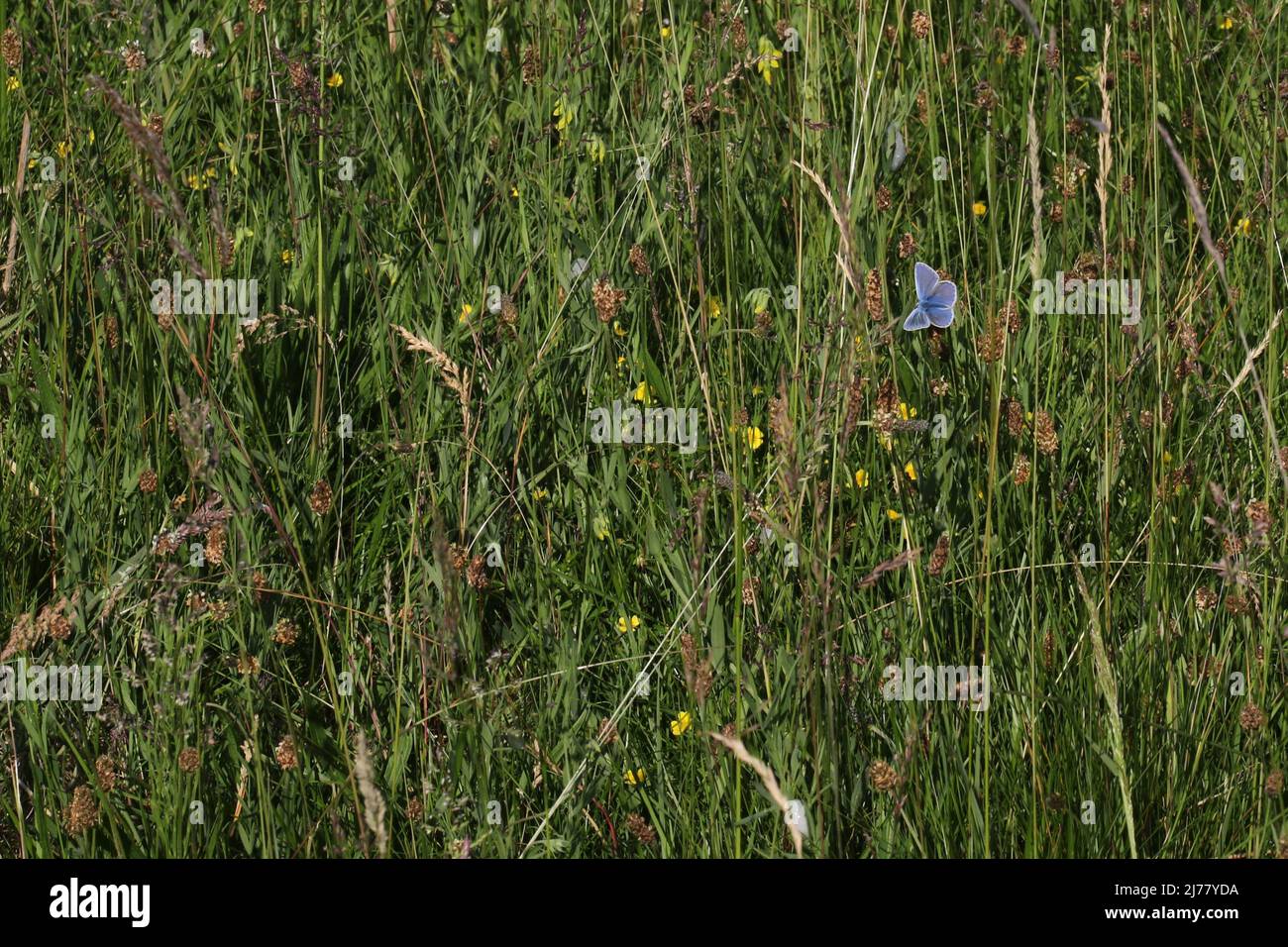 A male European Common Blue butterfly (Polyommatus icarus), at