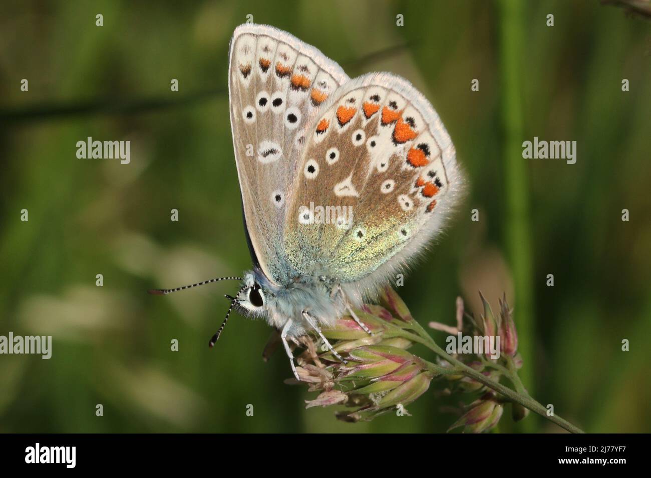 A male European Common Blue butterfly (Polyommatus icarus), at