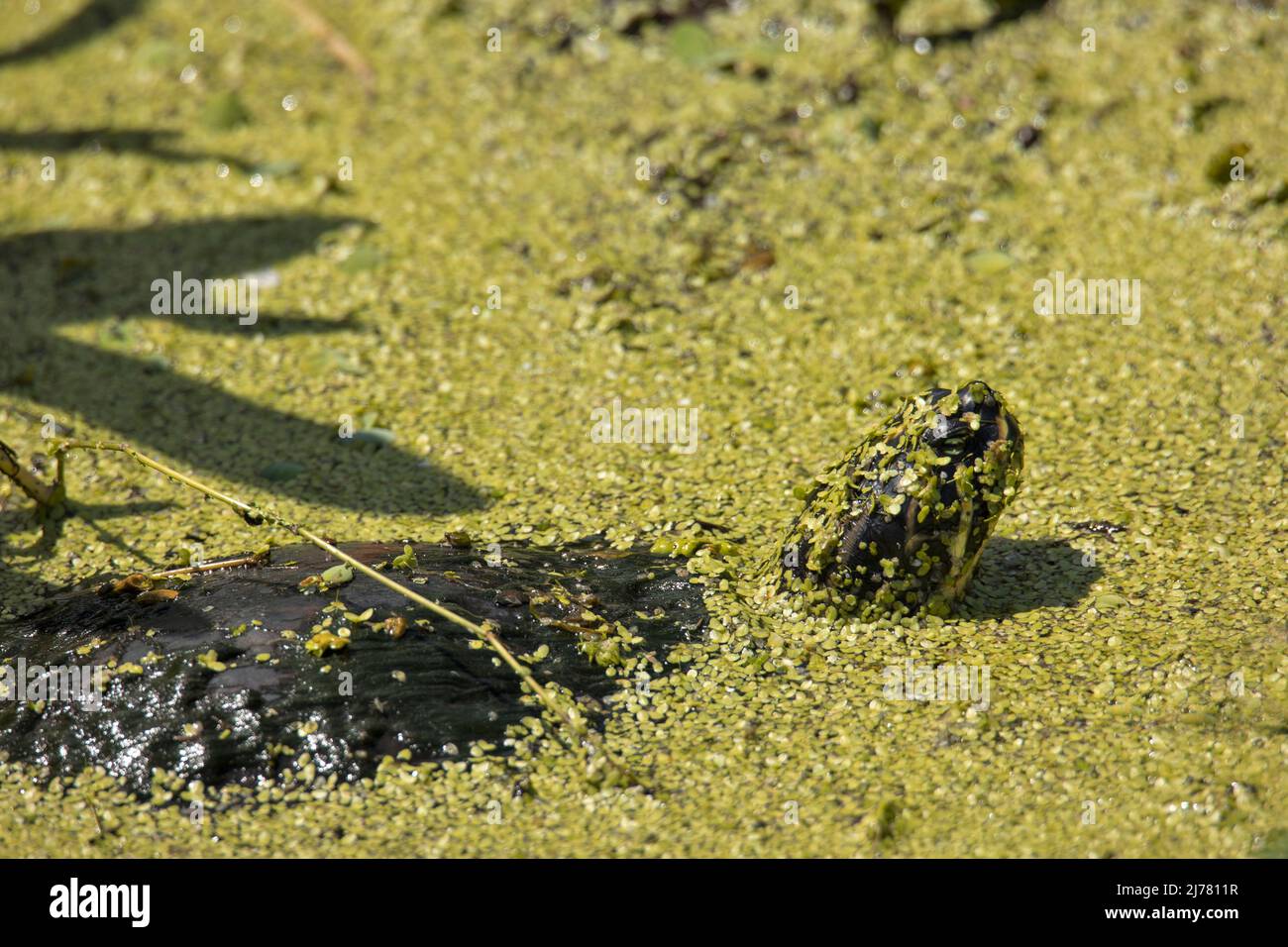 Turtle covered by moss in the lake Stock Photo